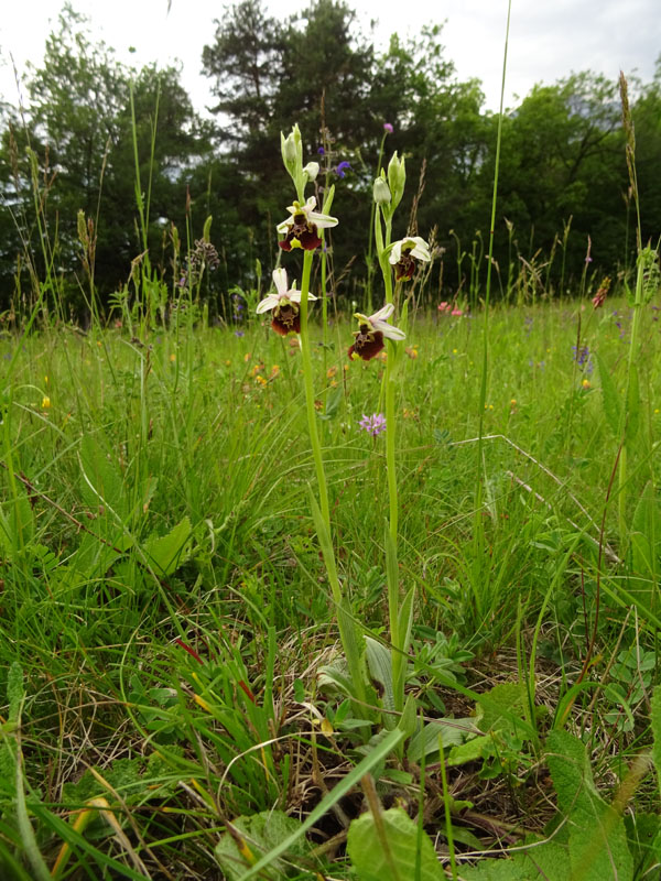 Ophrys holosericea subsp. holosericea